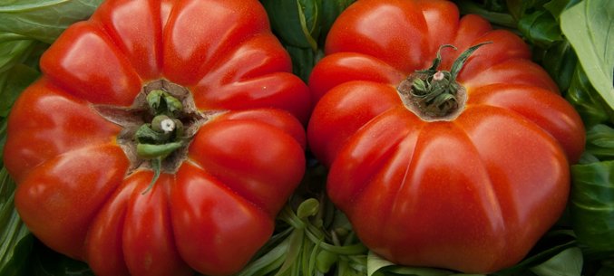 Turkmenistan Expanded Tomato Export To Russia
