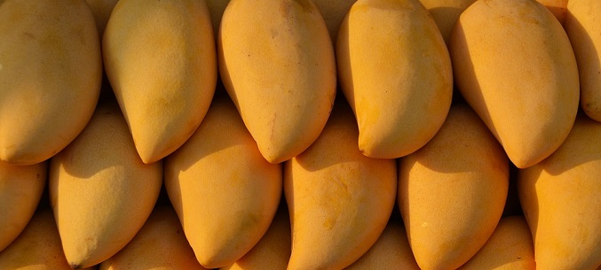 Philippines keen on exporting mangoes to Russia