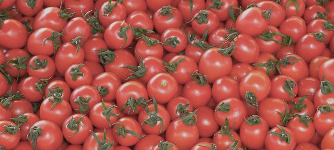 Morocco Becomes Biggest Tomato Supplier to Russia in Q1 2018