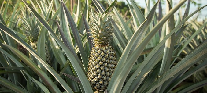 Costa-Rica Is The Leading Pineapple Supplier To Russia