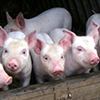 French company Otrada Gen intends to build pig-breeding complex in Lipetsk Region