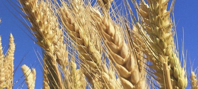 Wheat And Meslin Export Went Up By 19.1% in January 2019