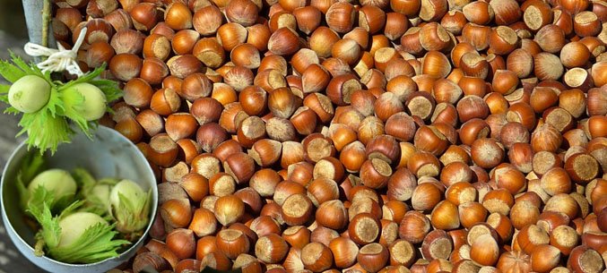Belarus Imported 5 Tones Of Hazelnut From Zabaikal Territory