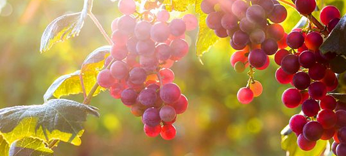 Investment in Crimean Viticulture on Steep Rise
