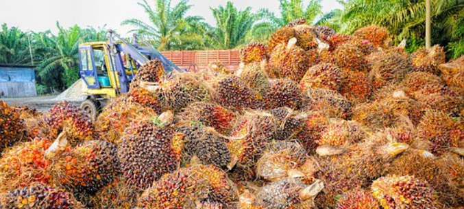 Russia boosts palm oil imports in January 2018