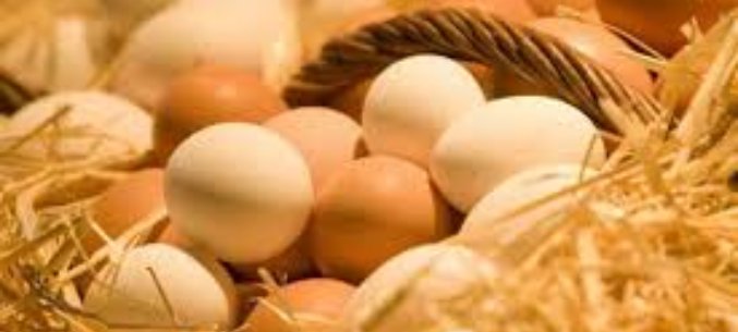 Irkutsk Regions Export of Chicken Eggs to Mongolia Almost Doubled
