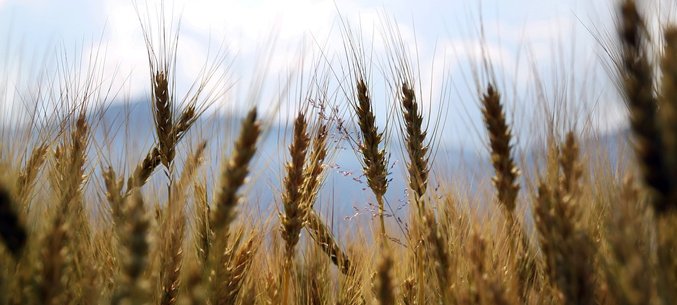 Russia’s Turnover of Wheat For Planting