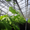 Japanese greenhouse in Yakutia expected to give its first products as early as December this year