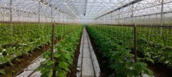 First crops gathered in eastern Chukotkas greenhouse 
