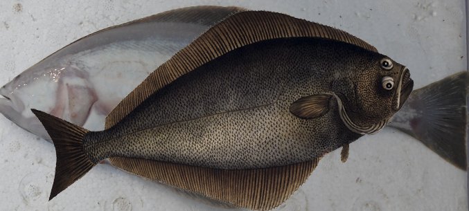 Japans Halibut Export To Russia Had 3.6-Fold Increase