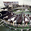 Thai investors to invest $1 billion into dairy farm in Ryazan Region