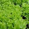 Italian Technology will be applied to raise salad in Adygei 