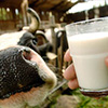 A Kursk-based company wants to build a dairy facility in the Belgorod Region together with an Indian investor for RUB 5 bln