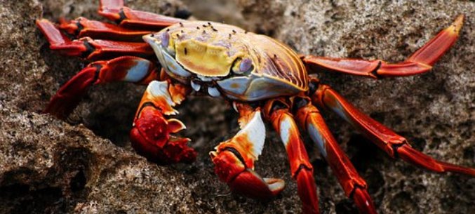 Russian Crabs Go to China and South Korea