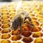Medicines for bees to be manufactured in Ufa