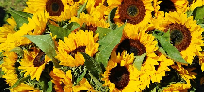 Sunflower Seeds For Planting Are Entirely From Overseas