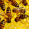 Chinese company to build factory producing bee drugs in Ufa