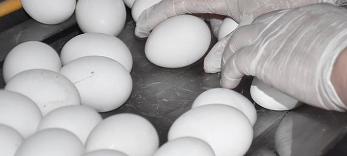 KEMEROVO REGION EXPORTS OVER 1M EGGS TO MONGOLIA