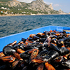 For auction: a water area for oyster and mussel culture in the Black sea 