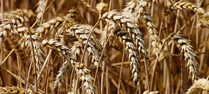 About 400 Thous. Tn Of Russian Wheat To Be Supplied To Syria