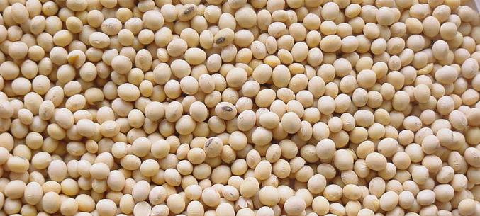 Amur Region Exported to China Soybeans Worth $86 million