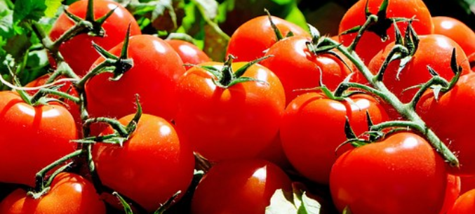 Russia plans to raise quota on tomato imports from Turkey