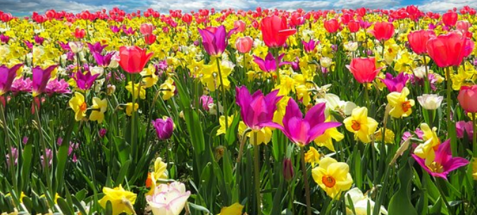 Russias Flower Export Went Up By 21%