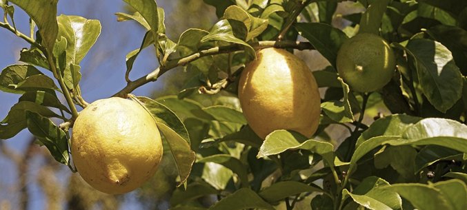 Turkish Lemons Became Cheaper