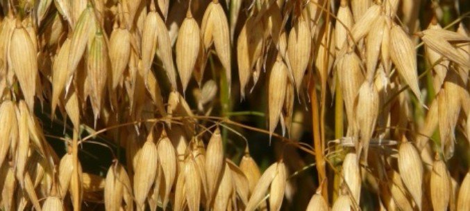 Tomsk Regions Boost Oats Exports to Mongolia 