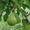 Polish gardeners ready to grow pears, plums, apples and bilberry in Kaliningrad Region