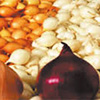 Dutch onion producers take interest in Penza Region
