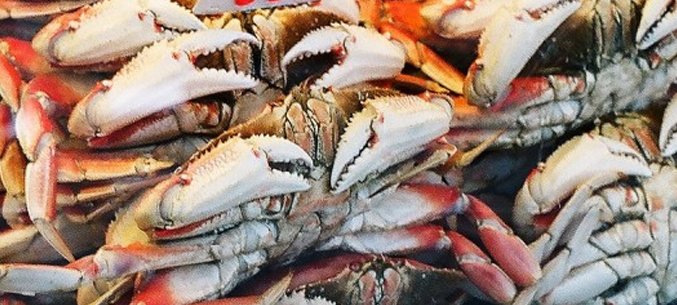 The Republic of Korea Is The Largest Importer of Crustaceans From Primorye Territory