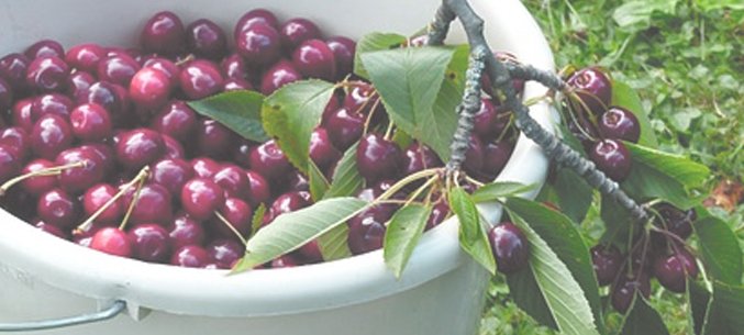 Russia Imports Wild Cherries