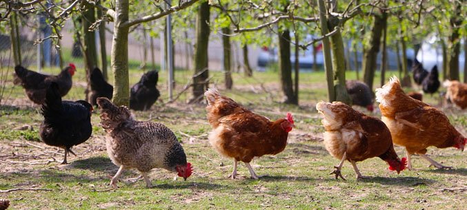 Tula Region Increases Export Of Live Chicken 