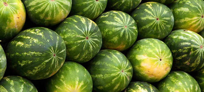 Ripe, Sugar, Rich Watermelons for Export 