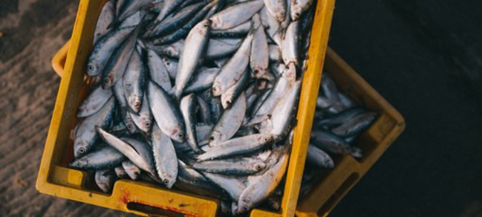 Fish and Fish Products Export Increased in 2018
