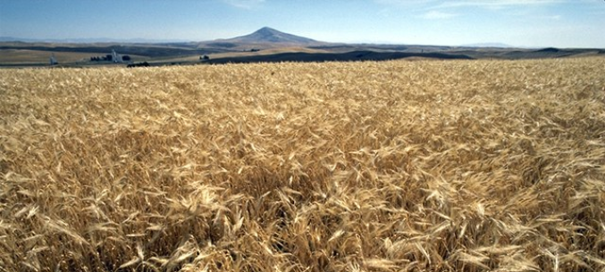 Russia doubled barley exports and increased corn exports in 2017/18