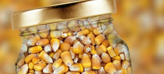 Kursk Region Trippled Corn Export To Latvia 