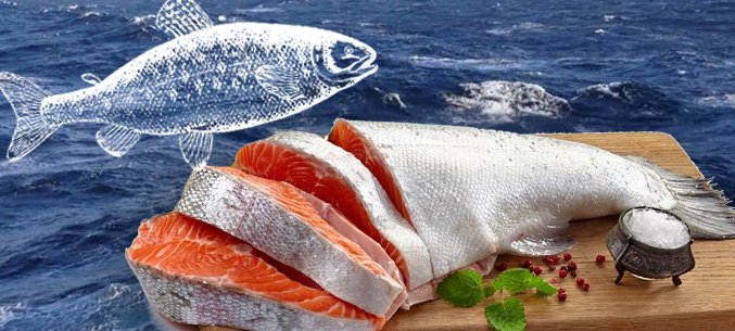 Murmansk Region Boosts Live Fish Imports 20 Times