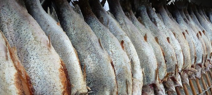 Murmansk Region Exported 19 Thous. Tones Of Frozen Codfish to Netherlands 
