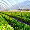 Dutch investors to allocate RUB 20 bln to construct a greenhouse in Voronezh Region