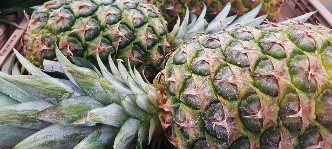 Russia Increased Pineapple Import from Costa Rica