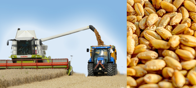 Rostov Region Boosts Wheat Exports