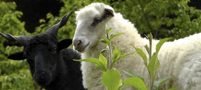 Dagestans Sheep and Goats Export Increased Fourfold