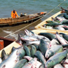 Sakhalin suggests Koreans to participate in fish cluster construction