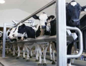 One of the largest and most modern dairy complexes in Russia was opened in the Tyumen region