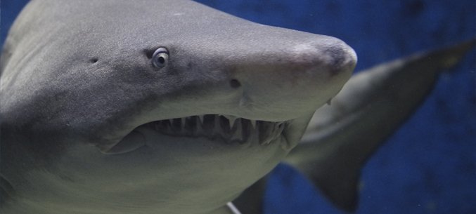 Russia’s Demand For Shark Meat Declines