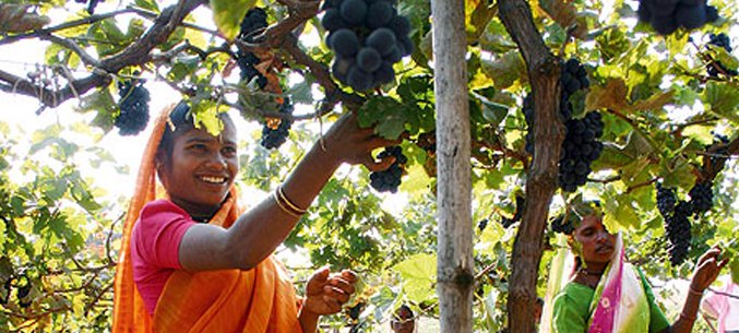 India Ranks in Top Three Grape Exporters to Russia