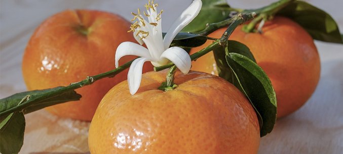 Russia’s Import of Tangerines Gathers Speed
