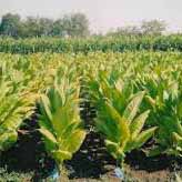 An Italian company going to grow tobacco in Kuban